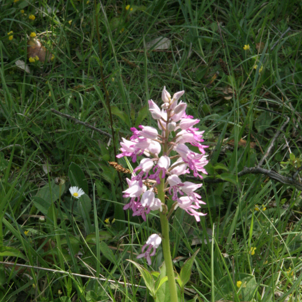 Ophrys militaris